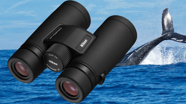 Best Binoculars for Whale Watching