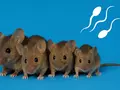 post_big/mice.jpg