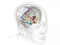 post_big/ClosedLoopDBS_Brain_03SenseStimSignal.jpg