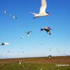Galaxy-Note-8-official-sample-main-camera-6.jpg