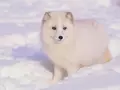 post_big/polarfox2017_title.jpg