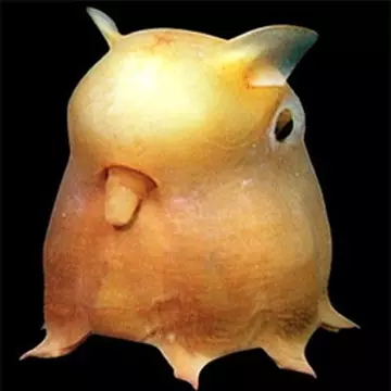 Anni