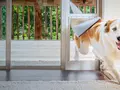 post_big/doggy-door-best.jpg