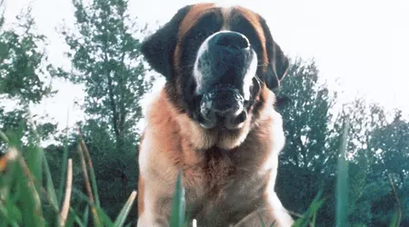 Netflix планує зняти переосмислення роману Кінга Cujo про жахливого собаку