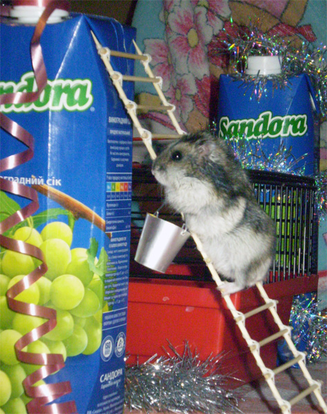 Competitor161_2.jpg