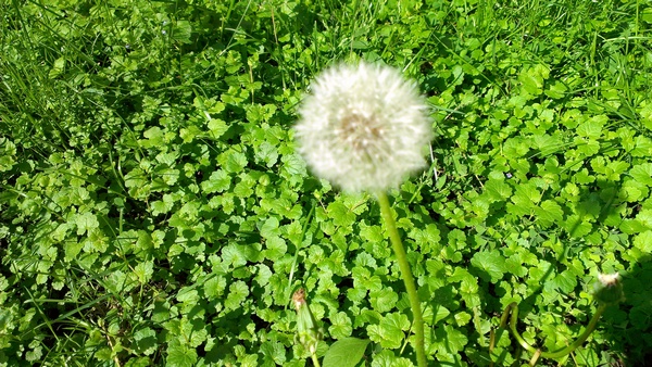 IMAG0010.jpg