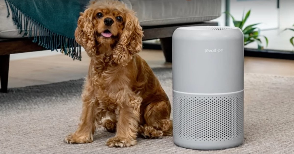 LEVOIT Core P350 air purifier for cat smell