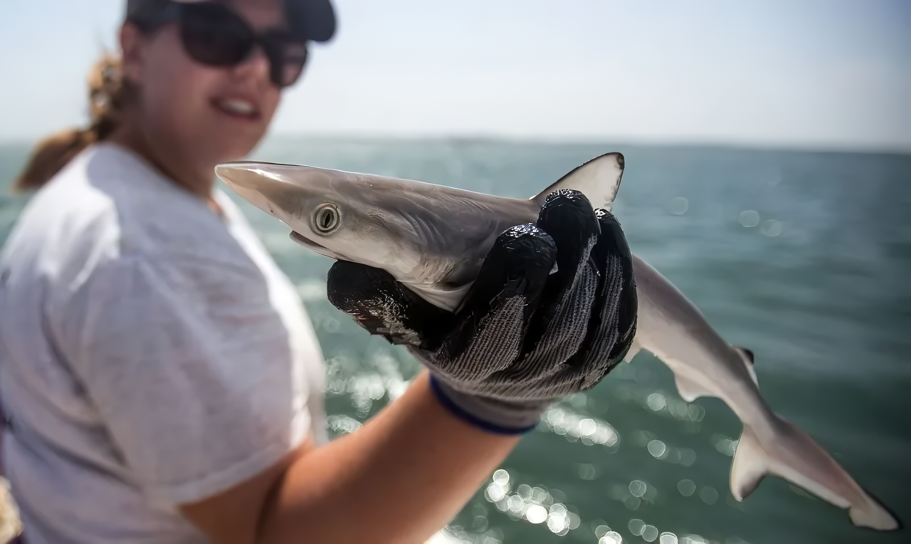 Sharks caught near Brazil have been found to have high concentrations of cocaine in their system