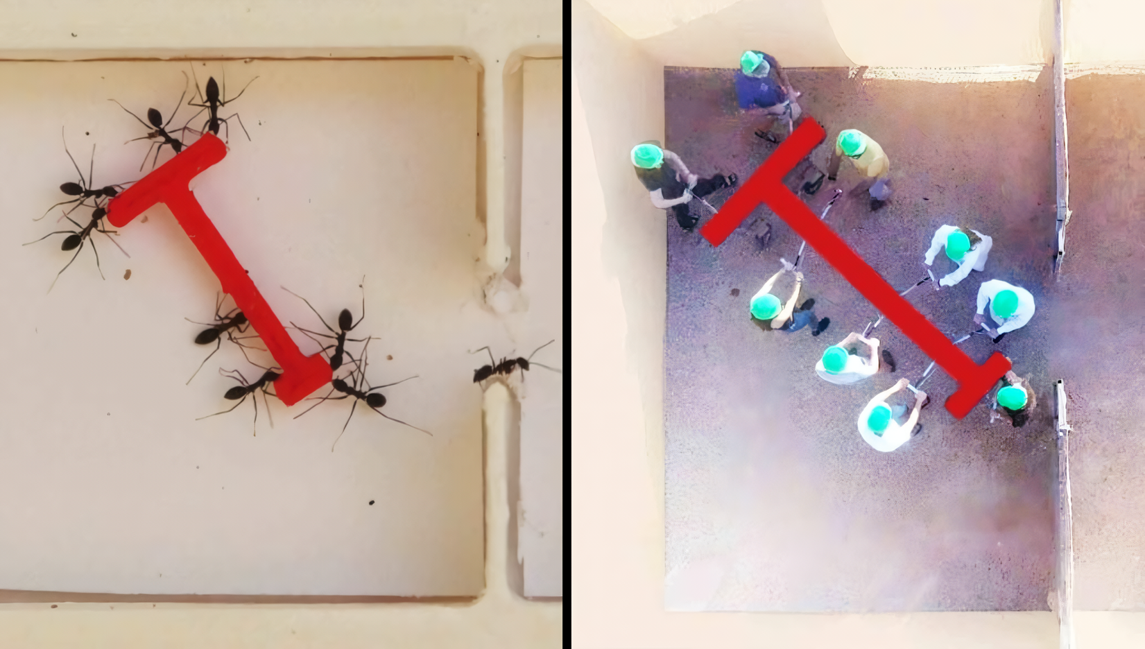Unique Experiment: How Ants and Humans Handle the Same Task
