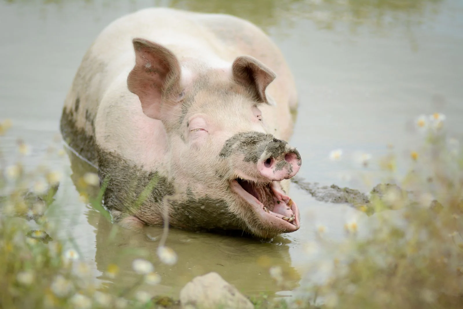 Les scientifiques ont réussi à ranimer un porc une heure après sa mort - certains organes ont été récupérés à 100%