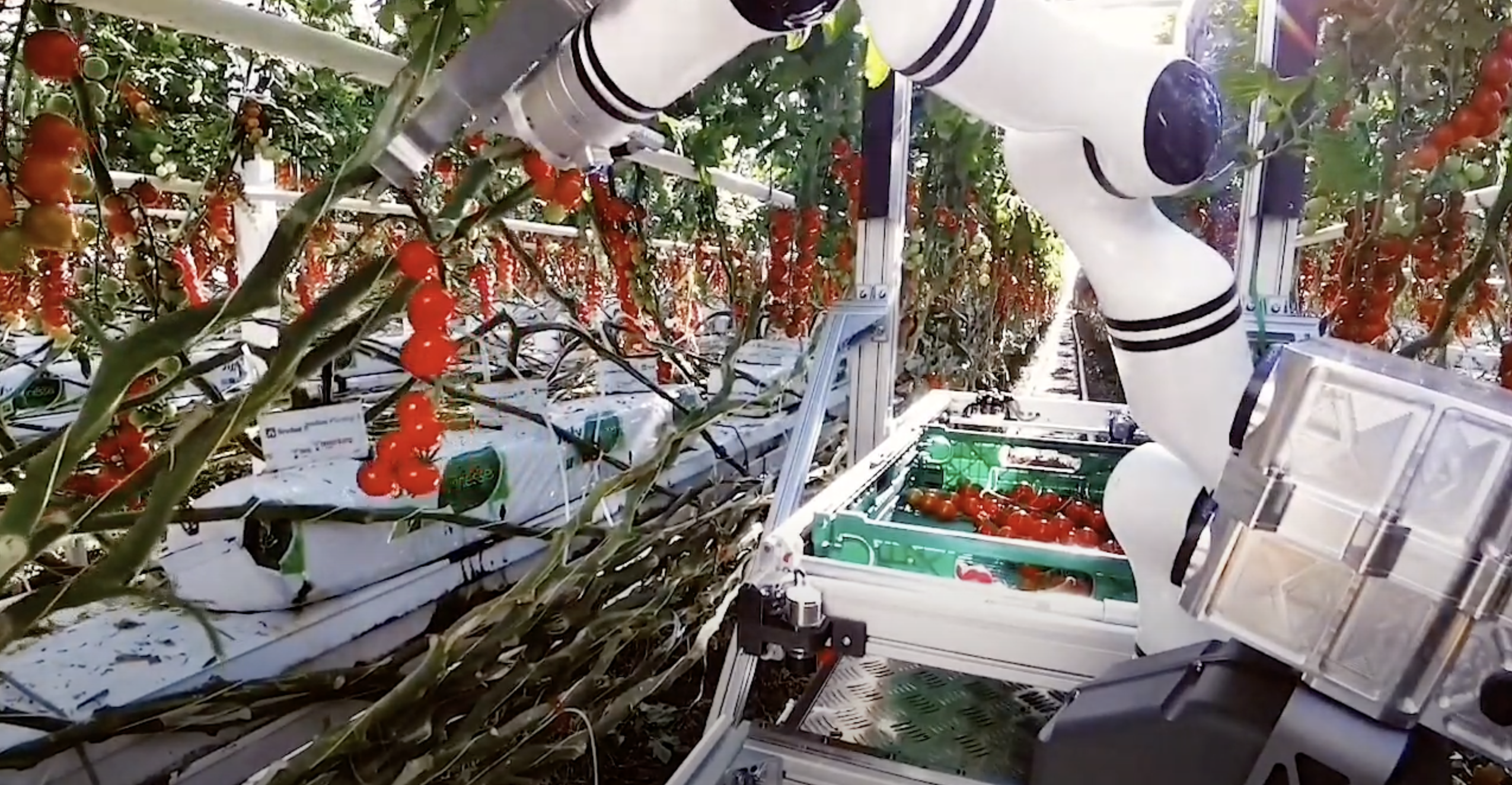 Robot of the Swiss startup Floating Robotics harvests tomatoes in greenhouses (video)