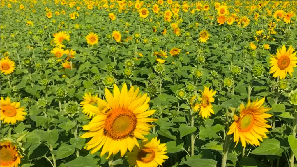 A video shows how plants "breathe" up close
