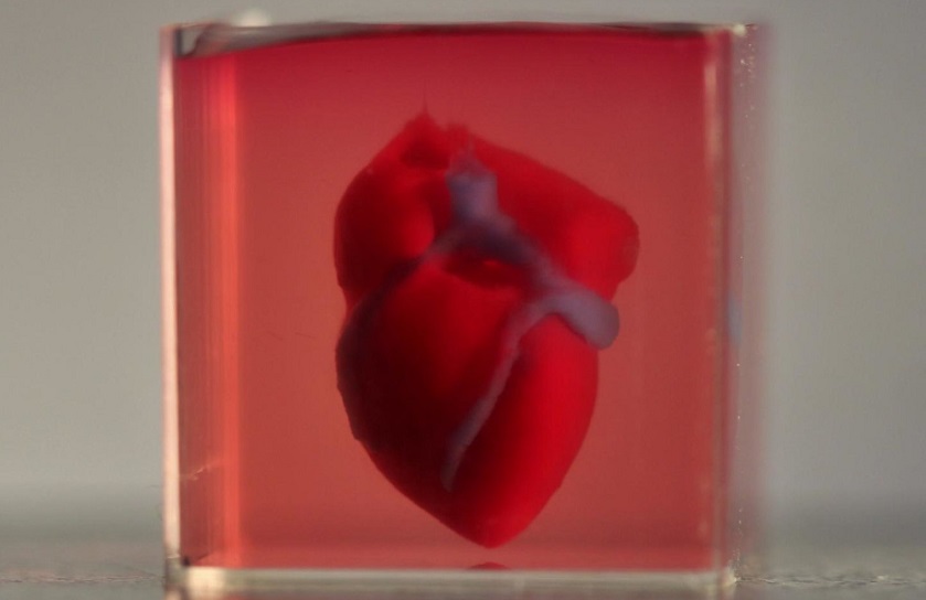 Учёные напечатали первое 3D сердце, используя клетки пациентов