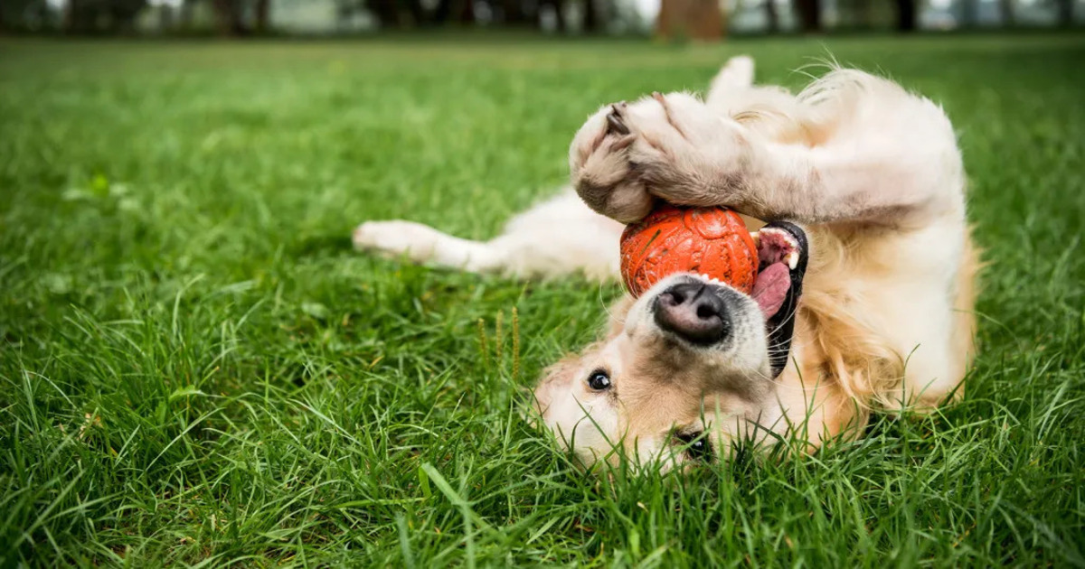 Scientists create a device that translates dog language using artificial intelligence