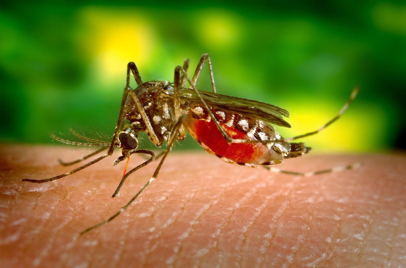 Zika virus could be a weapon against brain cancer