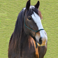 6 High Tech Gadgets for Horses and Equestrians-7
