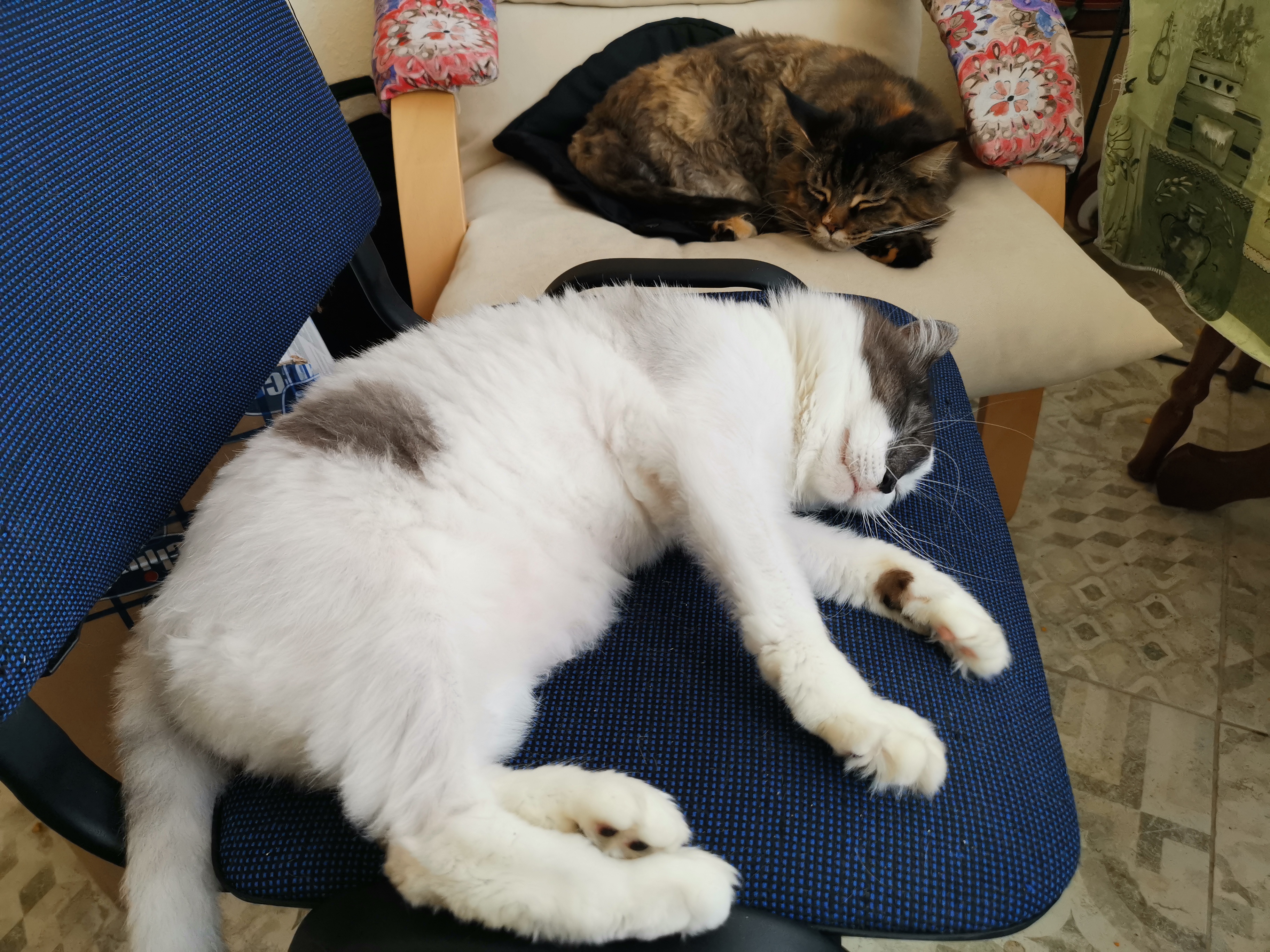 IMG_20181209_122819.jpg
