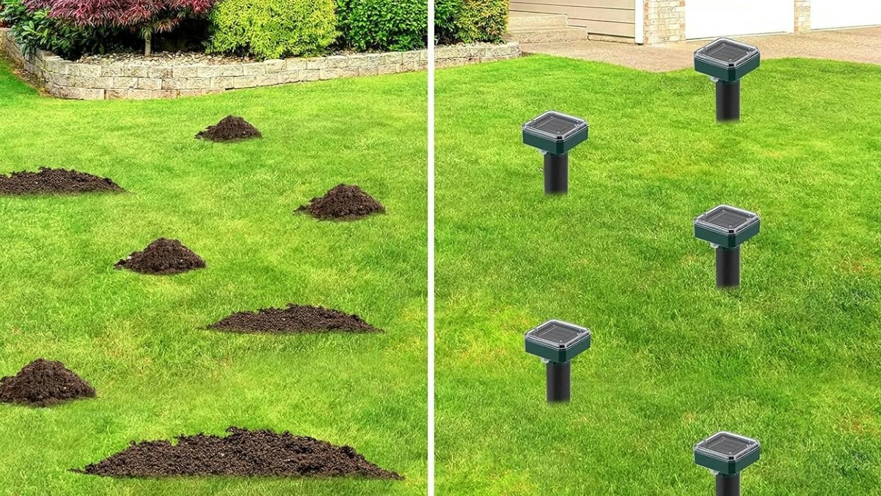 Best Solar-Powered Mole Repellent