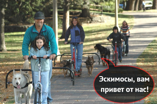 Самокат-дурь для энергичных собак и ленивых хозяев (видео)
