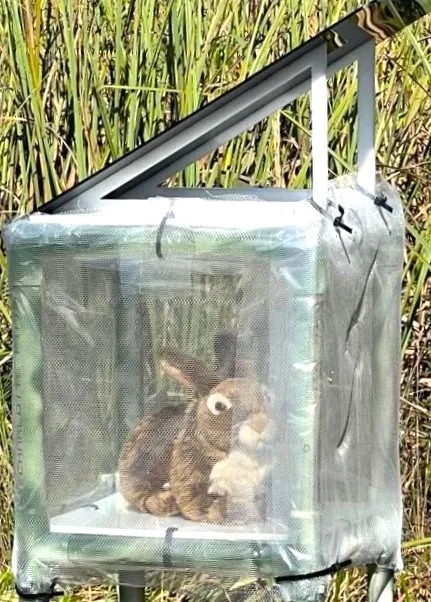 A robotic rabbit in the Everglades.