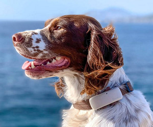 Огляд Traactive LTE GPS Dog Location & Activity Tracker